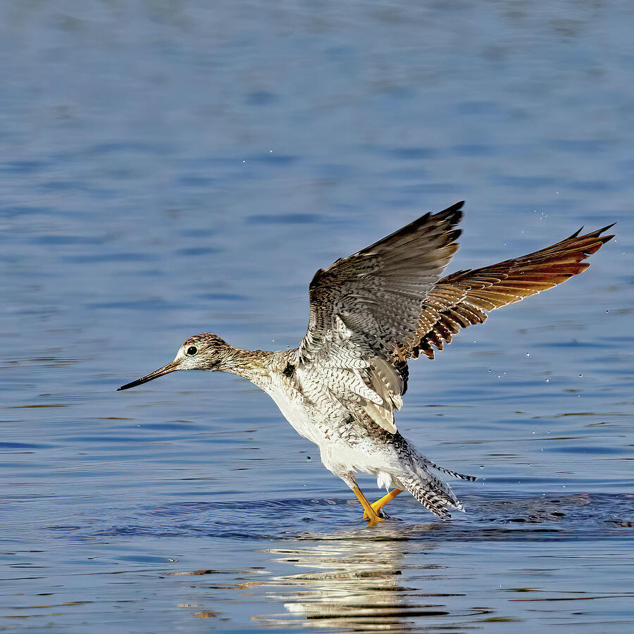Greater Yellowlegs Photograph by Gina Fitzhugh