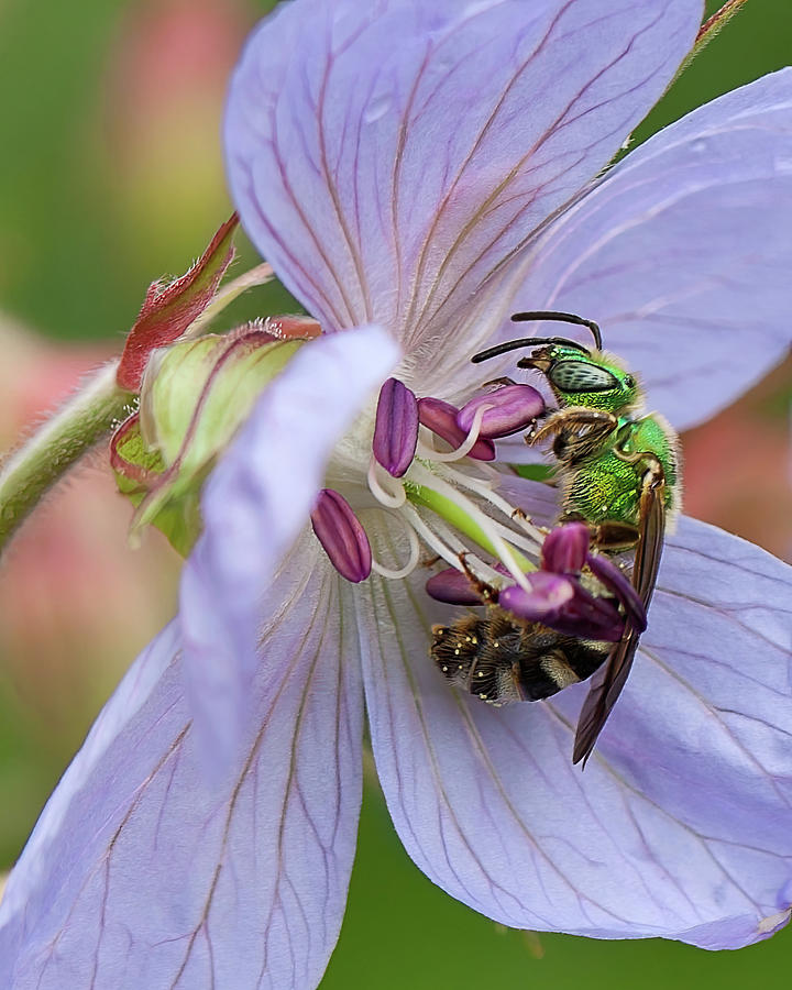 Green bee Photograph by Tatiana Travelways