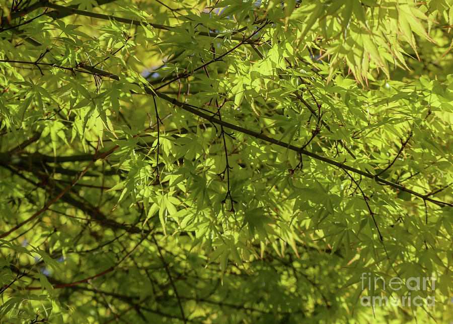 Green Canopy Photograph by D Lee