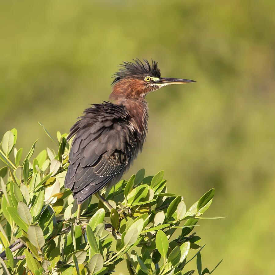 Green Heron 73A Photograph by Sally Fuller
