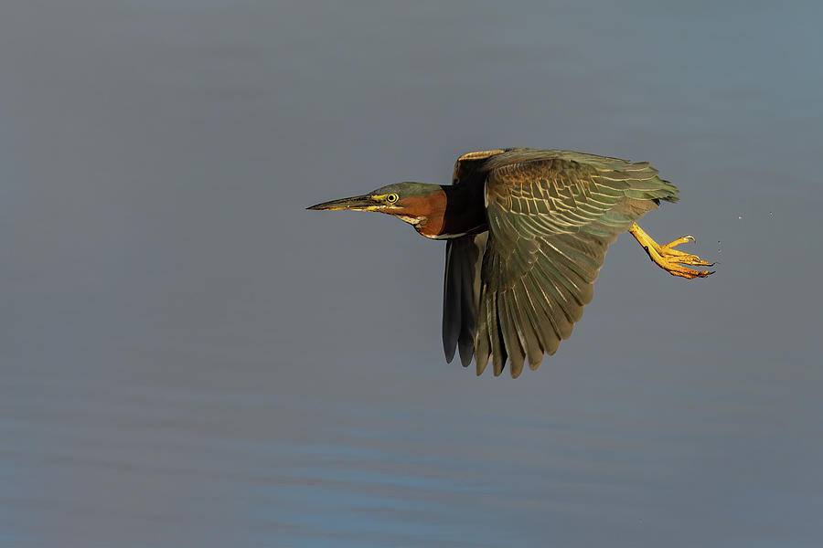Green Heron Flight Photograph by RD Allen