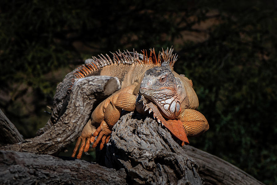 Green Iguana Photograph by Matt Halvorson