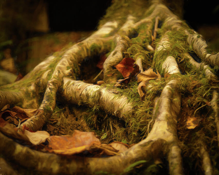 Green Magic Photograph by Dodie Ross