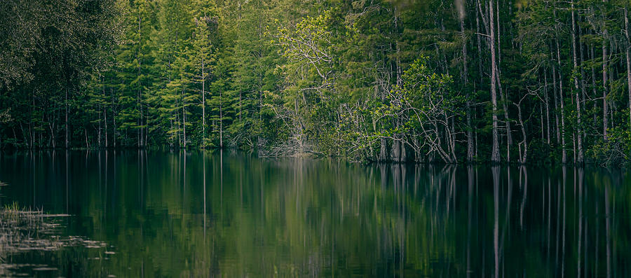 Green Serenity Photograph by Shannon Williams