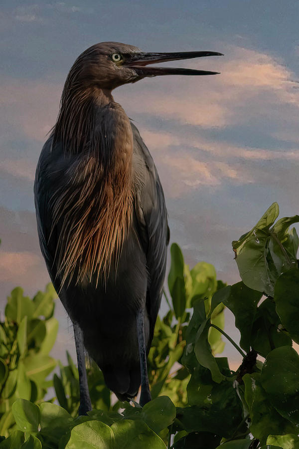 Greeting the Morning Sun II Photograph by RD Allen