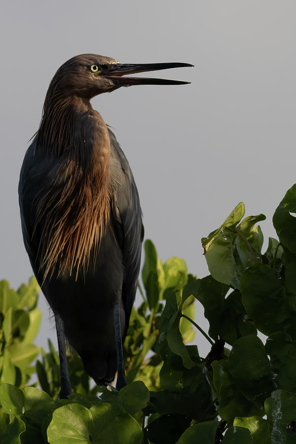 Greeting the morning sun Photograph by RD Allen