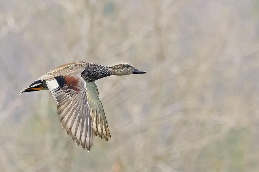 Grey Duck in a grey background Photograph by Jim E Johnson