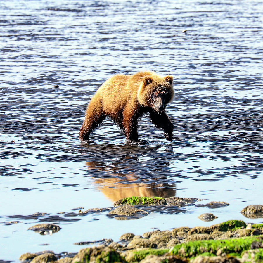 Grizzly 16A Photograph by Sally Fuller