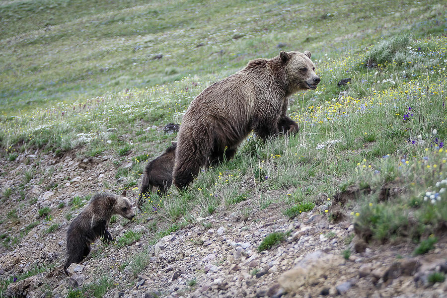 Yellowstone NP, Mt Washburn, WY Photograph by Michael DeGrenier