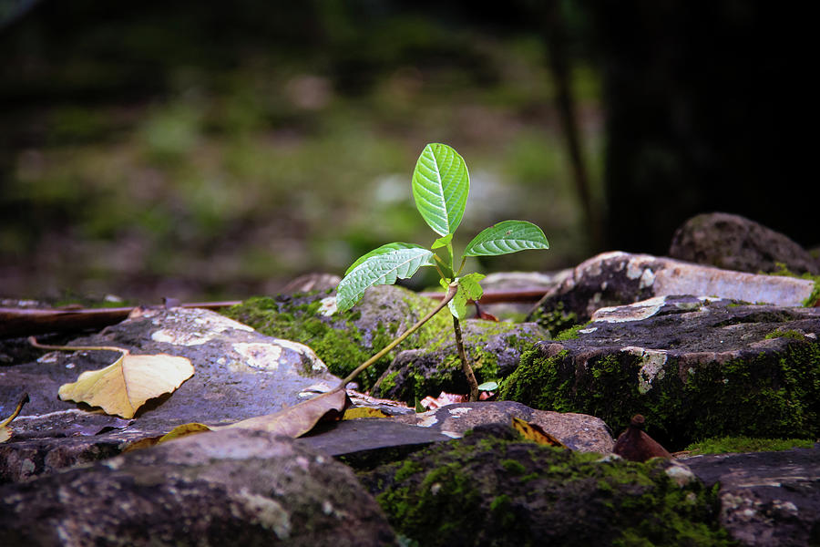 Growing in Rock Photograph by Craig A Walker