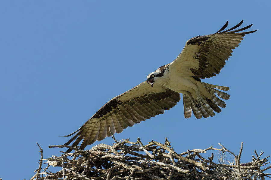 Guardian Photograph by RD Allen