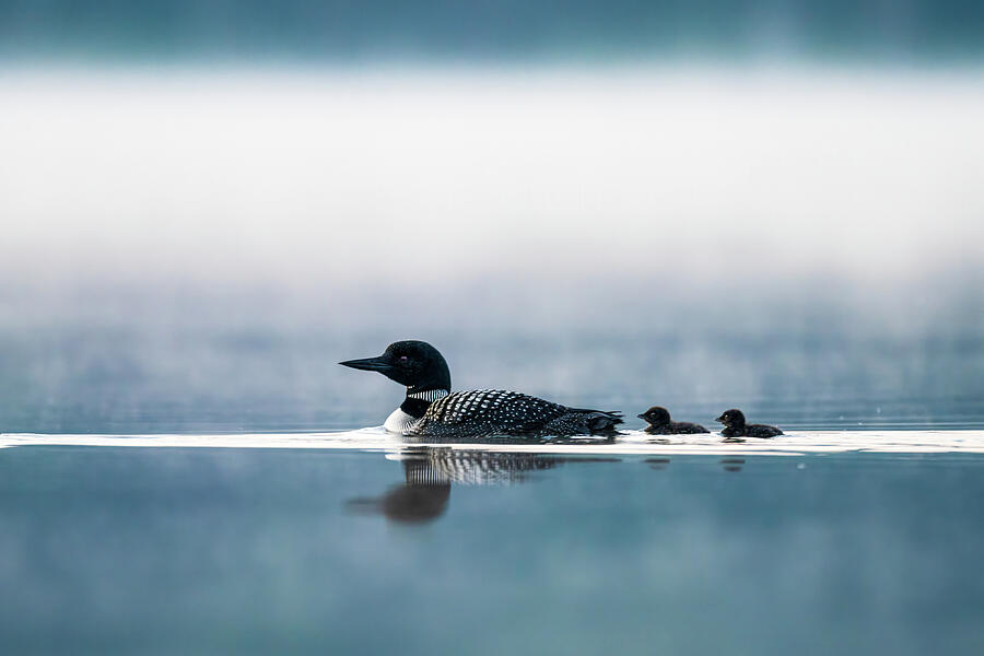 Guided by Love Photograph by James Overesch