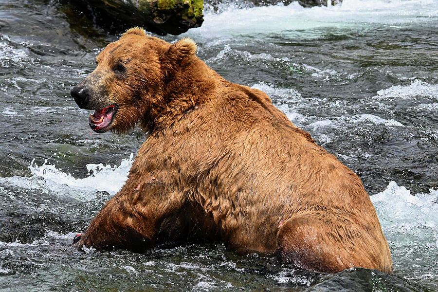 Ha Ha Photograph by Harry Banks