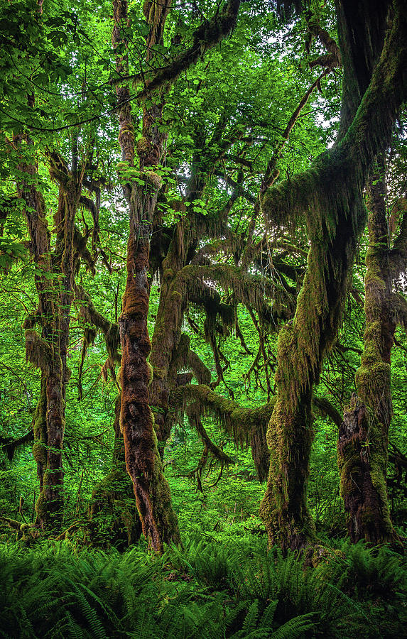 Hall of Mosses Trail - Hoh Rainforest, Washington State - Vertical Photograph by Abbie Warnock