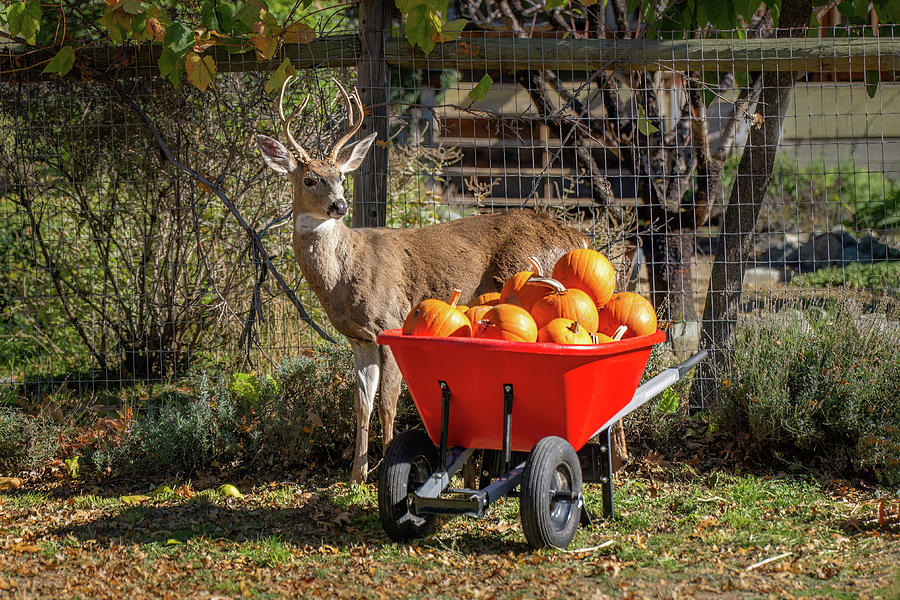 Halloween Buck Photograph by Diane Moller