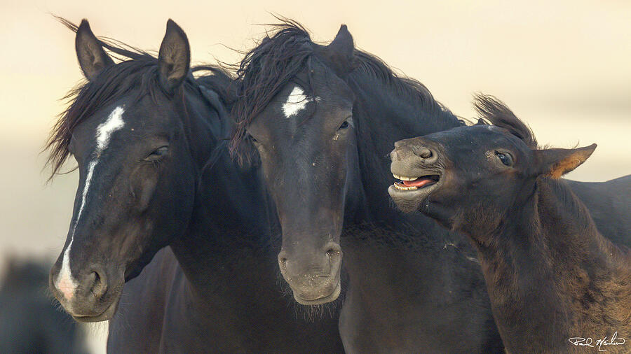 Happy Foal. Photograph by Paul Martin