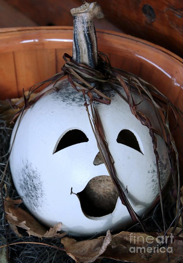 Happy Jack Photograph by Mark Triplett