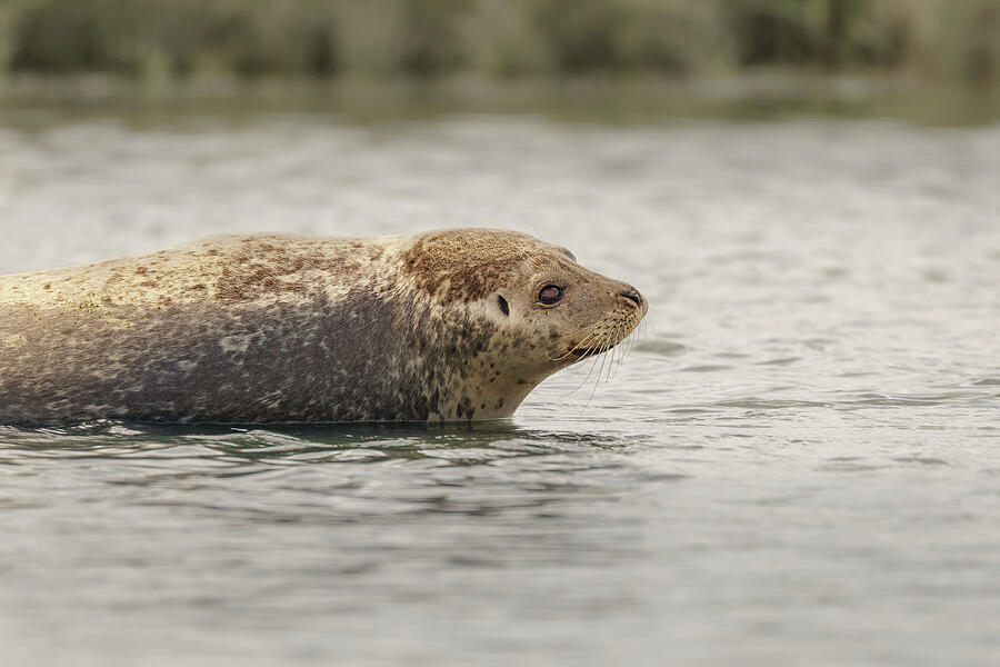 Harbor Seal in Shallow Water #1 Photograph by Nancy Gleason