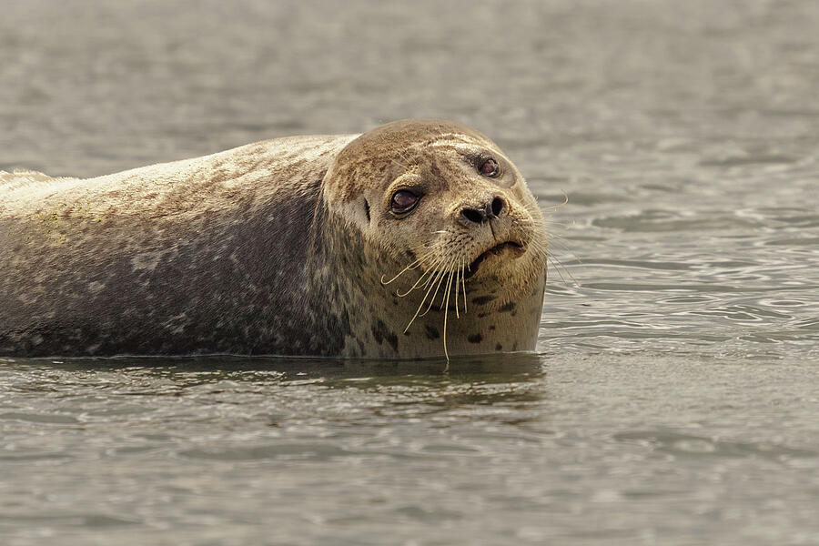 Harbor Seal with Curly Whiskers #2 Photograph by Nancy Gleason