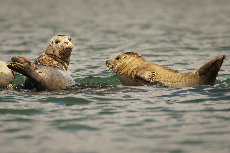 Harbor Seals Float on Submerged Log Photograph by Nancy Gleason