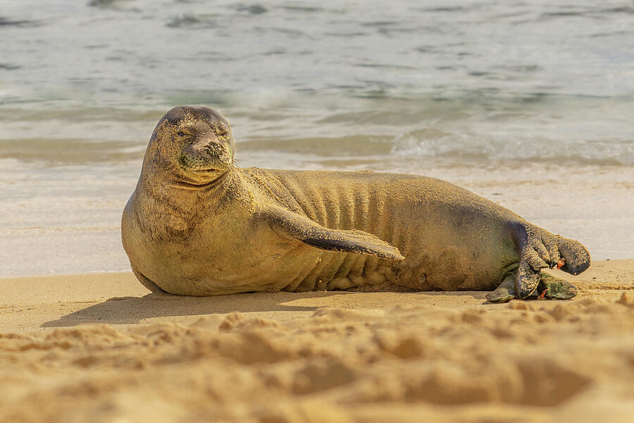 Hawaiian Monk Seal Portrait Photograph by Nancy Gleason