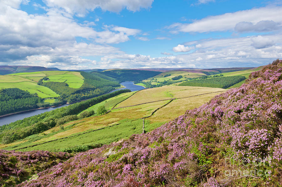 Heather on Derwent edge, Derbyshire Peak District, England Photograph by Neale And Judith Clark