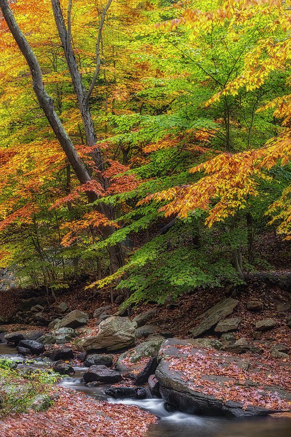 Hedden Park NJ Photograph by Susan Candelario