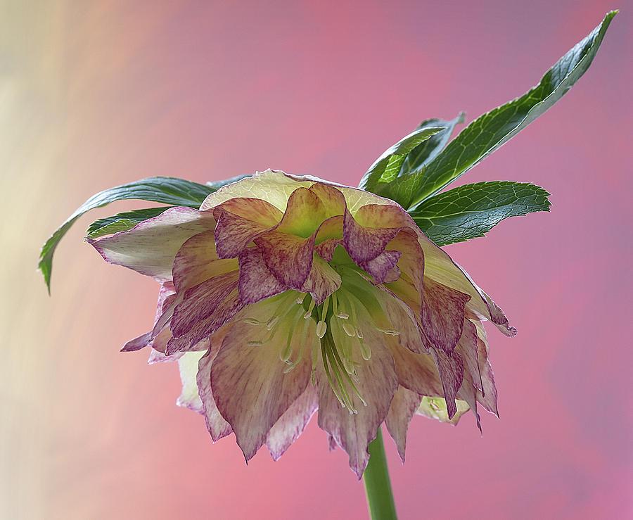 Hellebores 2 Photograph by Shirley Mitchell