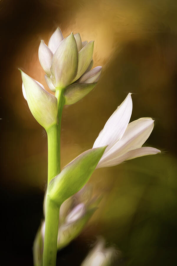 Hello Beautiful Photograph by Dodie Ross