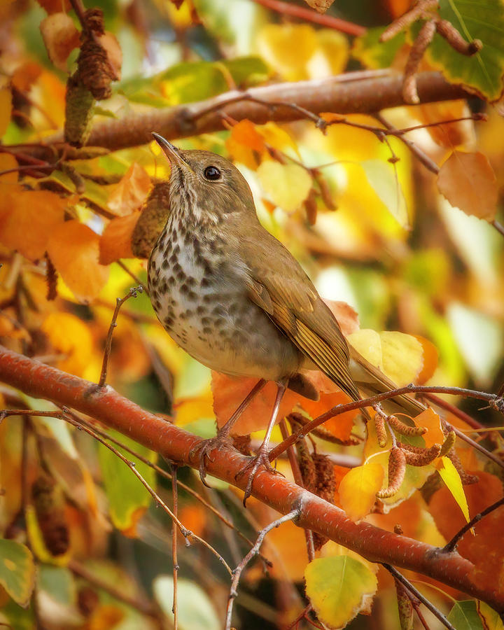 Hermit Thrush Photograph by Joe Fisher