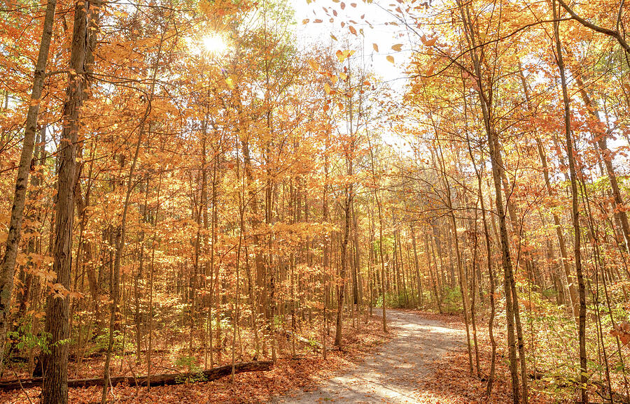 Sunlit Autumn Forest Path Photograph - Hermon Woodlands Autumn Light Lima Ohio by Dan Sproul