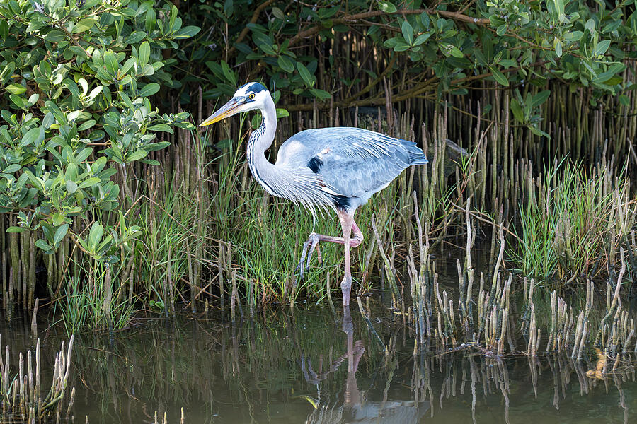Heron in Wetland Habitat Photograph - Heron at the Mangroves  South Padre Island by Debra Martz