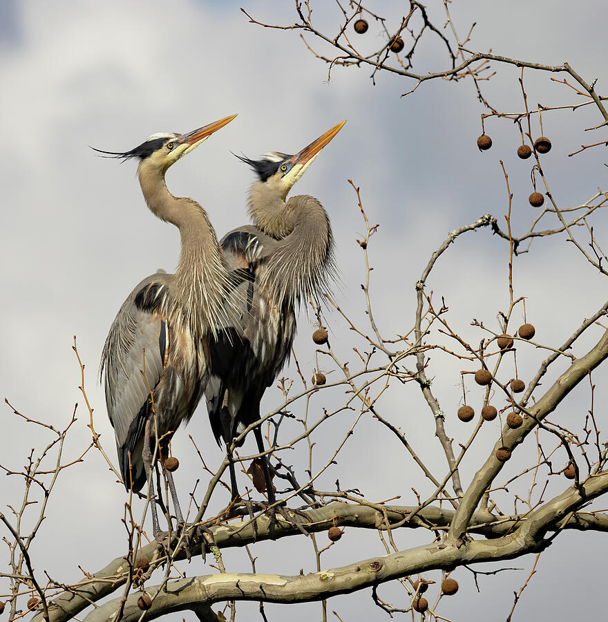 Heron Gaze Photograph by Gina Fitzhugh