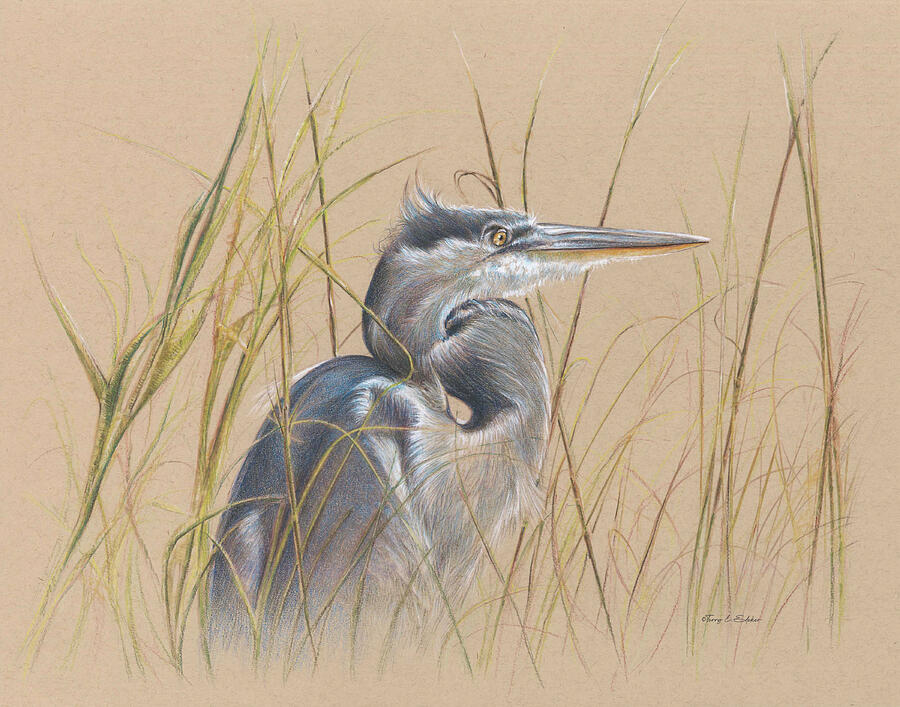 Heron Drawing by Terry Edeker
