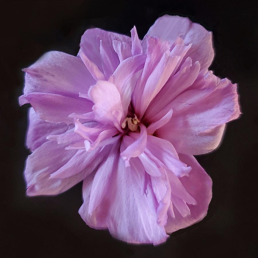 Hibiscus Photograph by Joy Garso