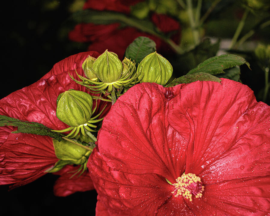 Hibiscus Red with Buds Photograph by Robert Niemeier