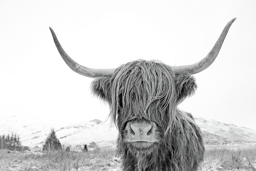 Highland Cow in Snowy Landscape Photograph - Highland Cow mono by Grant Glendinning