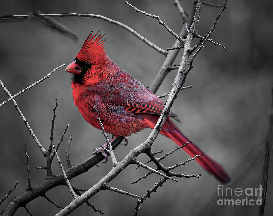 Hill Country Cardinal Selective Color Photograph by Ron Long Ltd Photography