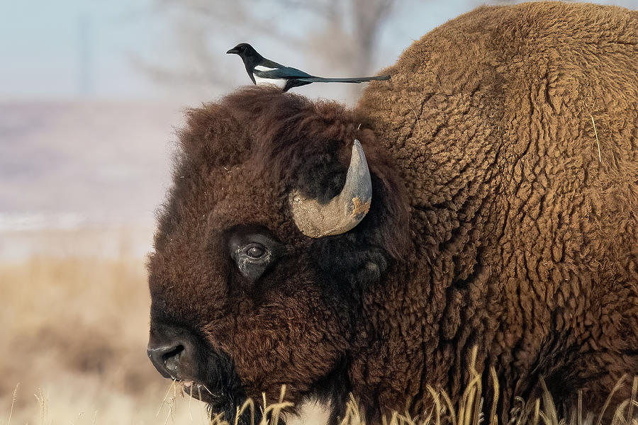 Hitching A Ride Photograph by Jon Snyder