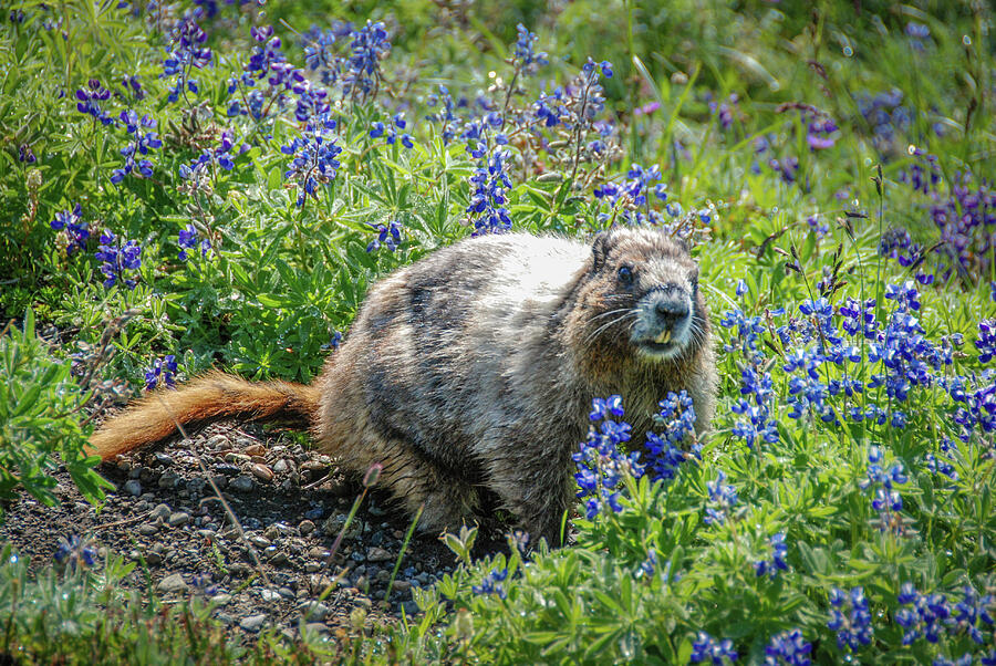 Hoary Marmot in Subalpine Lupine #3 Photograph by Nancy Gleason