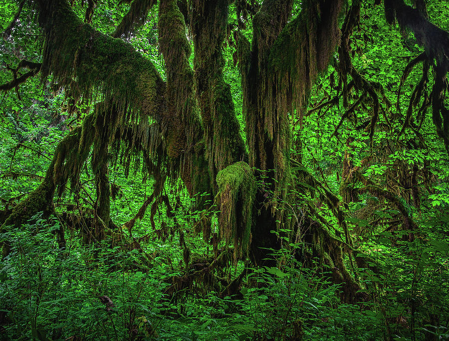 Hoh Rainforest Dripping Moss, Washington State Photograph by Abbie Warnock