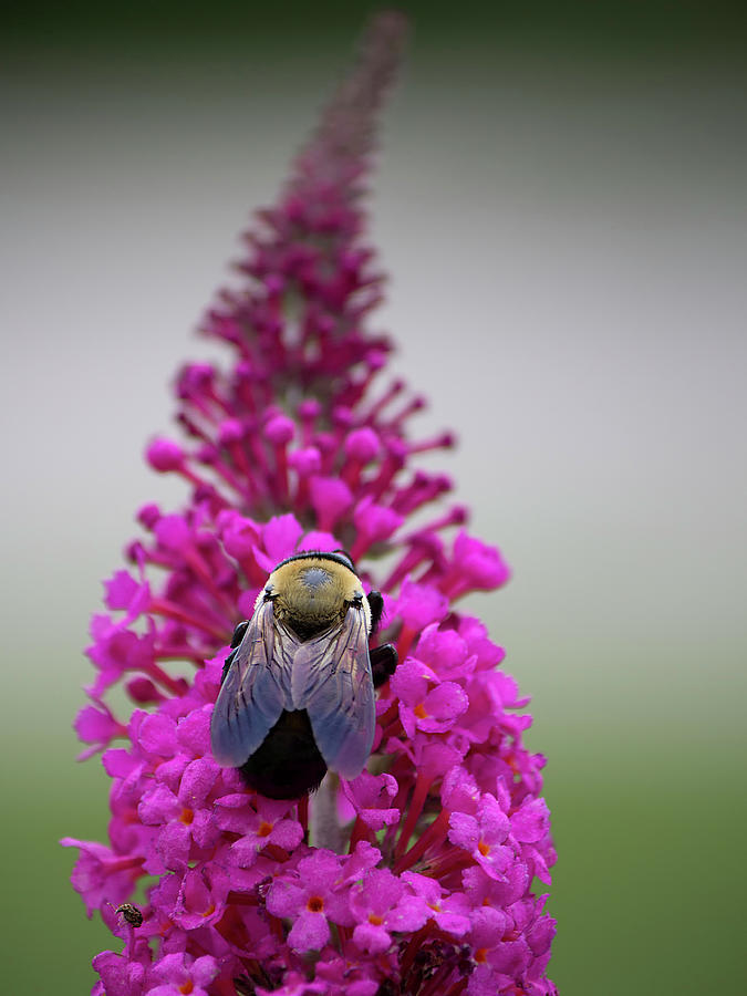 Honey Highway Photograph by Charles Floyd