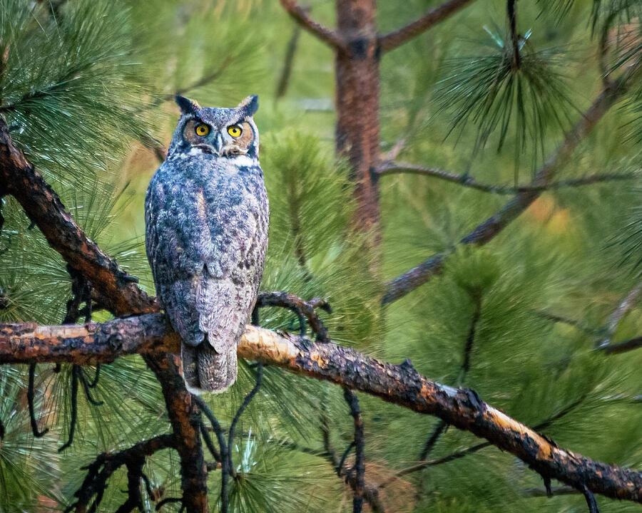 Hoo are You Looking At Photograph by Mike Lee