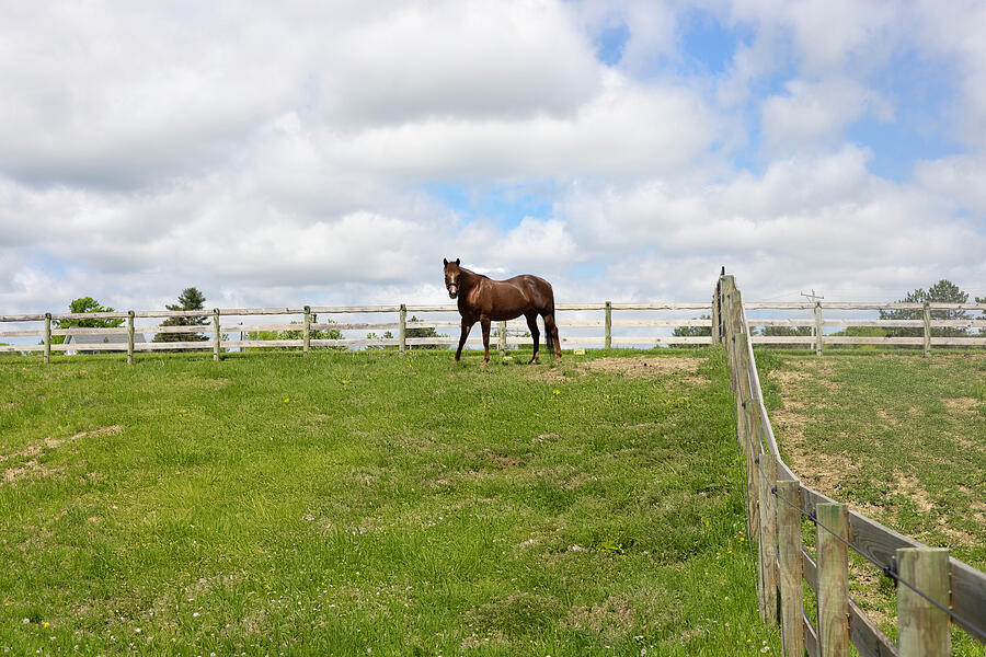Horse Photograph by Brian Allen