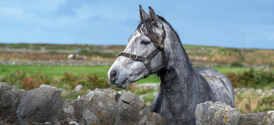 Horse in Irish Countryside Photograph - Horse in Irish Countryside by Marshall Hurley