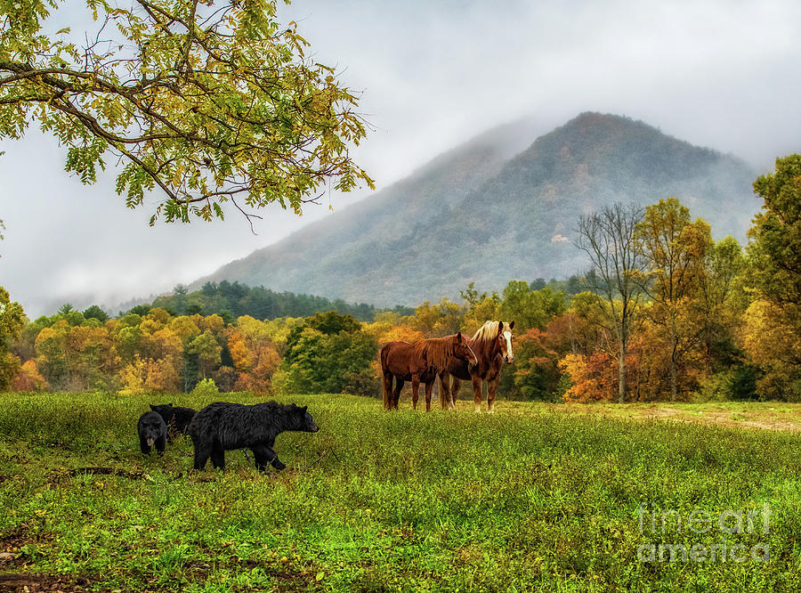 Horses, Bears and Beautiful Mountains in Cades Cove Photograph by Jimmy Pappas