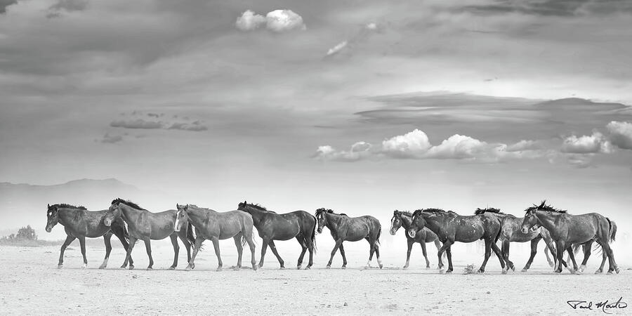 Horses in the High Desert. Photograph by Paul Martin