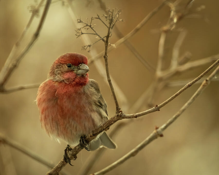 House Finch 1 Photograph by Dodie Ross