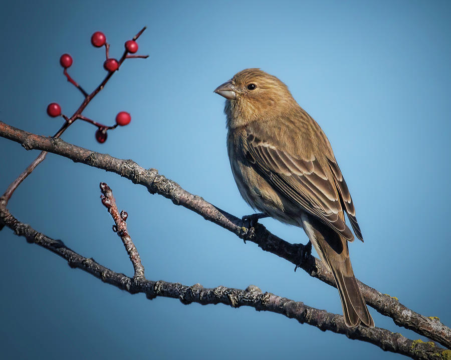 House Finch Female Photograph by Joe Fisher