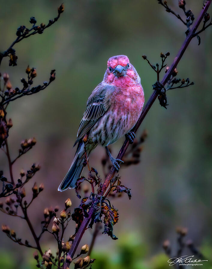 Vibrant Bird on a Branch Photograph - House Finch Male at Pillar Point by Joe Fisher